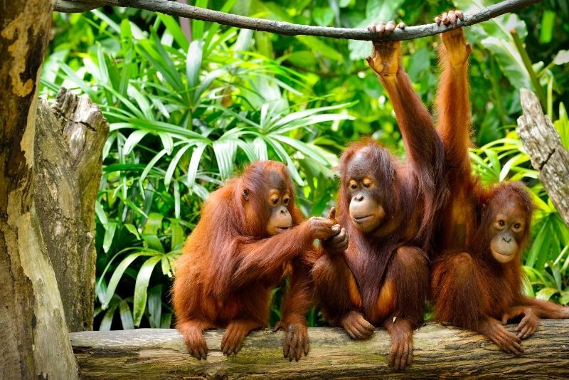36 – Take a day trip to “Orang Utan Island”